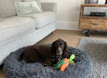 Pawsome Pets UAE thumb 7